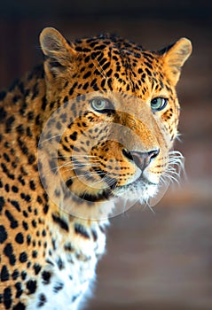 Leopard