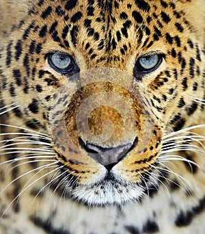 Leopard