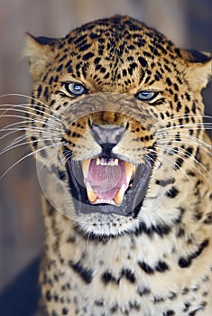 Leopard