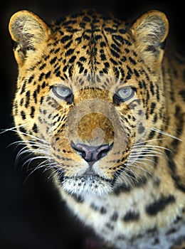 Leopard