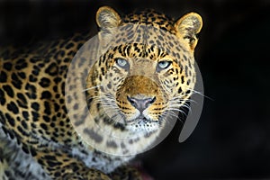 Leopard