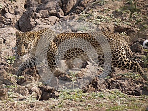 Leopard