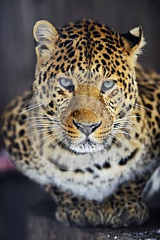 Leopard