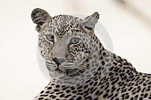 Leopard