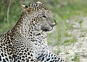 Leopard