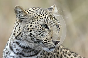 Leopard