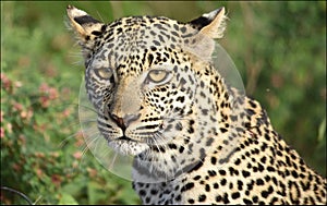 Leopard