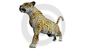 Leopard