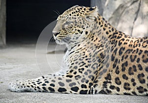 Leopard