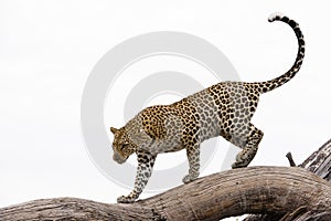 Leopard, Africa