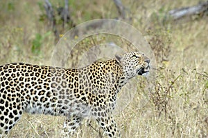 Leopard in Africa