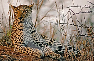 Leopard in Africa Savannah photo