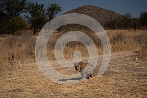 Leopard in the African savannah