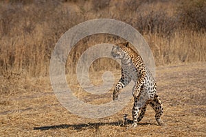 Leopard in the African savannah