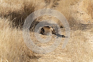 Leopard in the African savannah