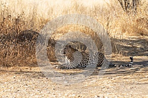 Leopard in the African savannah