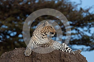 Leopard against a sunset sky