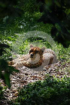 Leopard alertly lying on the ground in a forest photo