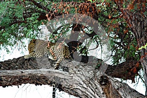 Leopard asleep on a tree in Savuti National Park, Botswana, Africa