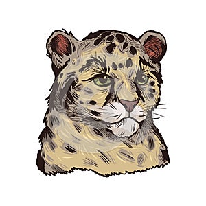 Leopard babby tabby vector portrait of exotic animal isolated sketch. Panther looking aside. Felidae mammal with furry coat with