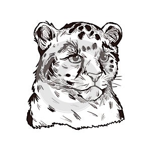 Leopard babby tabby vector portrait of exotic animal isolated sketch. Panther looking aside. Felidae mammal with furry coat with