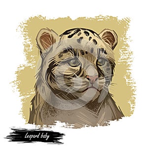 Leopard babby tabby watercolor portrait of exotic animal. Panther looking aside. Felidae family member, mammal with furry coat