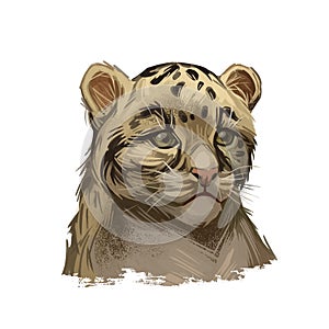 Leopard babby tabby watercolor portrait of exotic animal. Panther looking aside. Felidae family member, mammal with furry coat