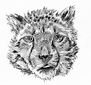 Leopard baby head sketch hand drawn illustration