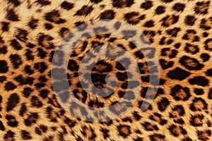 Leopard background