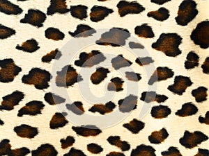 Leopard background