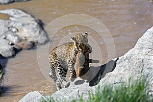 Leopard Bahati carrying her cub to the river bank in Masai Mara, Kenya