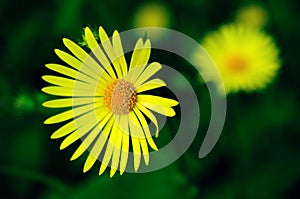 Leopard bane flowers