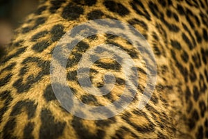 Leopard beast