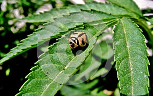 Leopard Beetle.