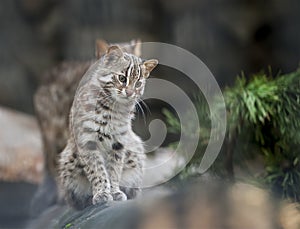 Leopard bengal cat. Prionailurus Felis bengalensis euptilura - wild animal live in tropical rain forest, South East Asia