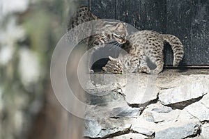 Leopard bengal cat. Prionailurus Felis bengalensis euptilura - wild animal live in tropical rain forest, South East Asia