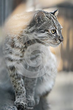 Leopard bengal cat. Prionailurus Felis bengalensis euptilura - wild animal live in tropical rain forest, South East Asia. Small