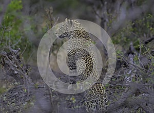 Leopard a big five during safari in Kruger national park