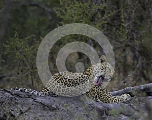 Leopard a big five during safari in Kruger national park