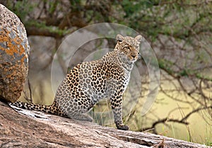 Leopard on a big rock. National Park. Kenya. Tanzania. Maasai Mara. Serengeti.