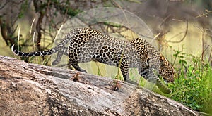Leopard on a big rock. National Park. Kenya. Tanzania. Maasai Mara. Serengeti.
