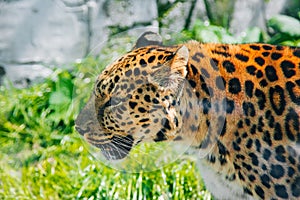 Leopard Big spotted cat. Wild animal portrait