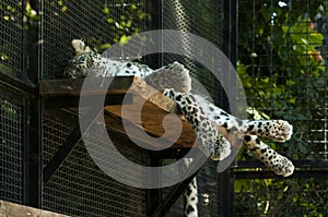 Leopard at Bioparco photo