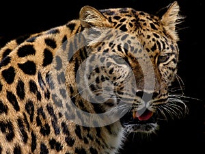 Leopard on Black