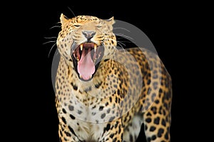 leopard on the black background