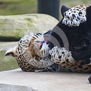 Leopard and black leopard