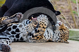 Leopard and black leopard, panthers playing together
