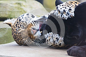 Leopard and black leopard, panthers playing together