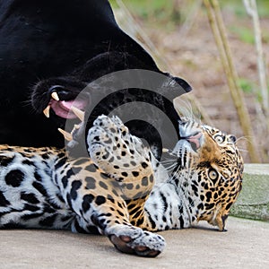 Leopard and black leopard, panthers playing together
