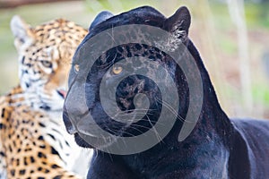 Leopard and black leopard, panthers playing together